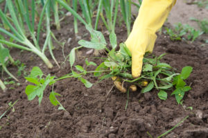 Weed Control Services in Kenya