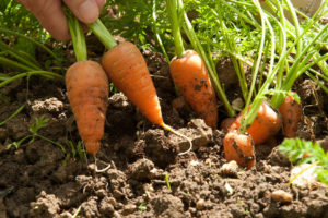 Carrot Growing Guide
